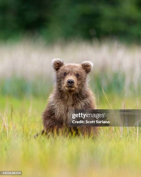 cute & cuddly killer - cub stock-fotos und bilder