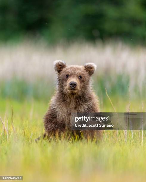 cute & cuddly killer - cute bear stock pictures, royalty-free photos & images