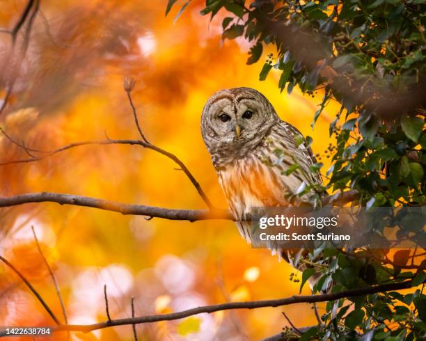 Birds In Fall 2,181 Autumn Foliage Bird Stock Photos, High-Res Pictures, and Images ...