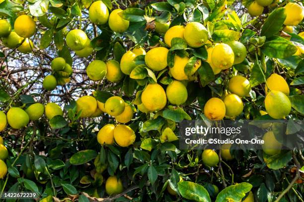 fresh lemons - albero di limone foto e immagini stock