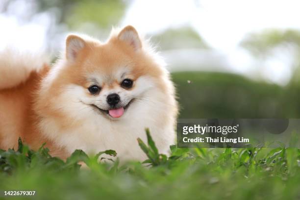 cão pomerânia descansando em campo de grama de perto - pomeranian - fotografias e filmes do acervo