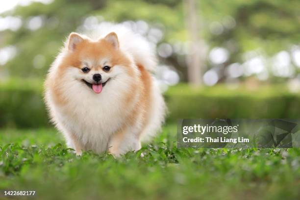 a cute pomeranian dog in a park, copy space. - keeshond stockfoto's en -beelden