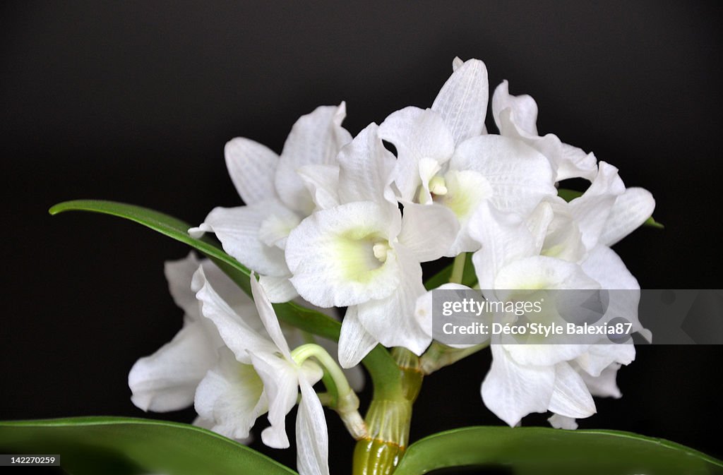 Bamboo orchid
