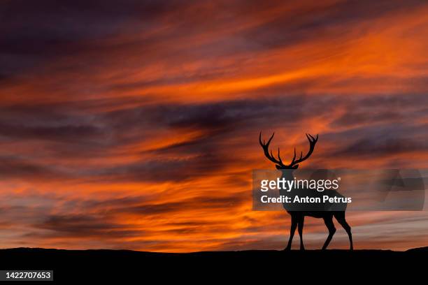 wild deer on the background of the sunset - deer antler silhouette stock pictures, royalty-free photos & images