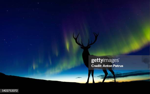 wild reindeer on the cliff on the background of the northern lights - reindeer horns stock pictures, royalty-free photos & images