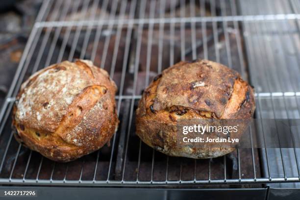 freshly baked sourdough bread with walnuts and cranberries on cooling rack - sourdough bread stock pictures, royalty-free photos & images