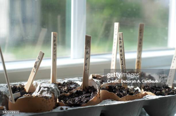 Window Pane Shell Photos and Premium High Res Pictures - Getty Images