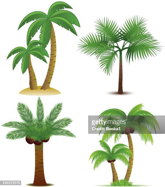 illustrazioni stock, clip art, cartoni animati e icone di tendenza di collezione di alberi di palma - coconut