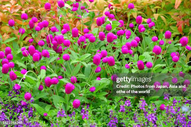 gomphrena globosa / globe amaranth flowers - globe ameranth stockfoto's en -beelden