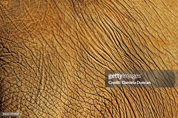 elephant skin - un seul animal photos et images de collection