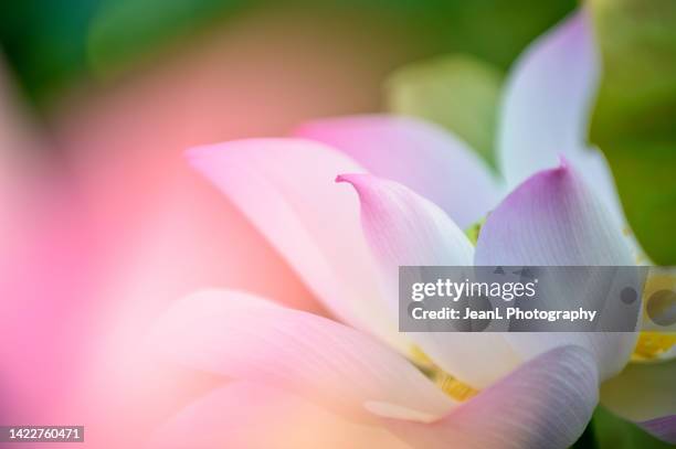 white lotus - water lily stock pictures, royalty-free photos & images