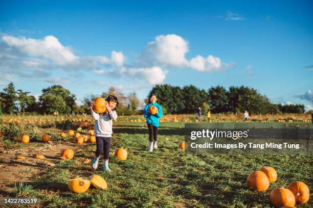 lovely cheerful sister picking pumpkins in pumpkin patch joyfully - pumpkin patch stock pictures, royalty-free photos & images