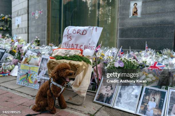 Dog stands in front of flower tributes outside of the British Consulate-General Hong Kong as the world reacts to the passing of Queen Elizabeth II on...