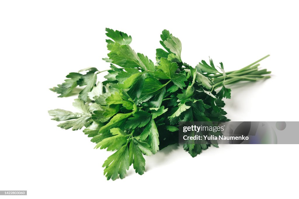Fresh bunch green parsley bunch on white background.