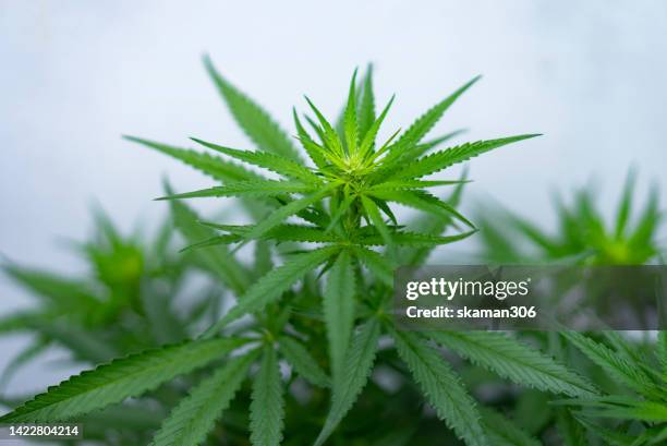 close-up trichome indica cannabis flowering in plantation room organics growing - synthetic marijuana - fotografias e filmes do acervo