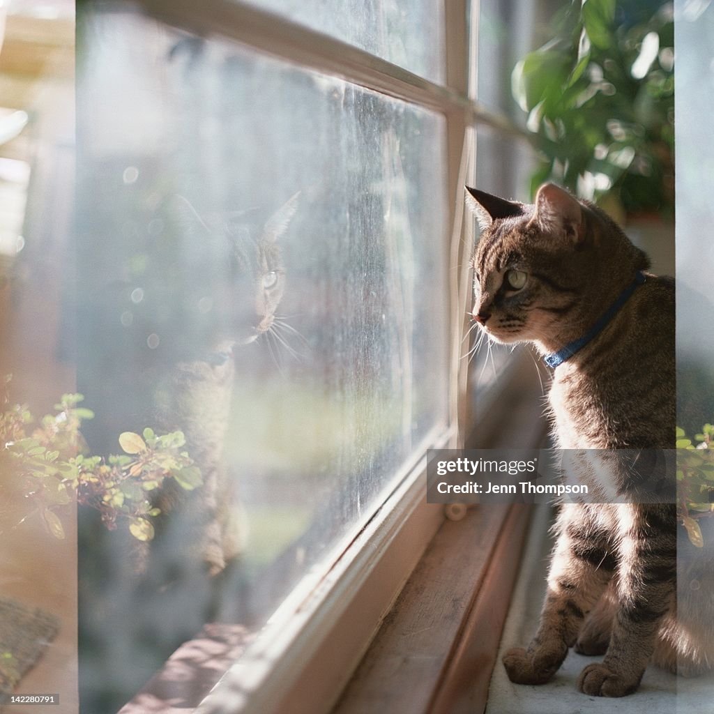 Cat at window