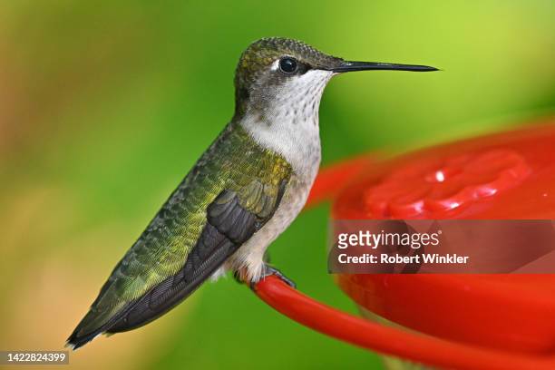hummingbird feather detail - ruby throated hummingbird stock pictures, royalty-free photos & images