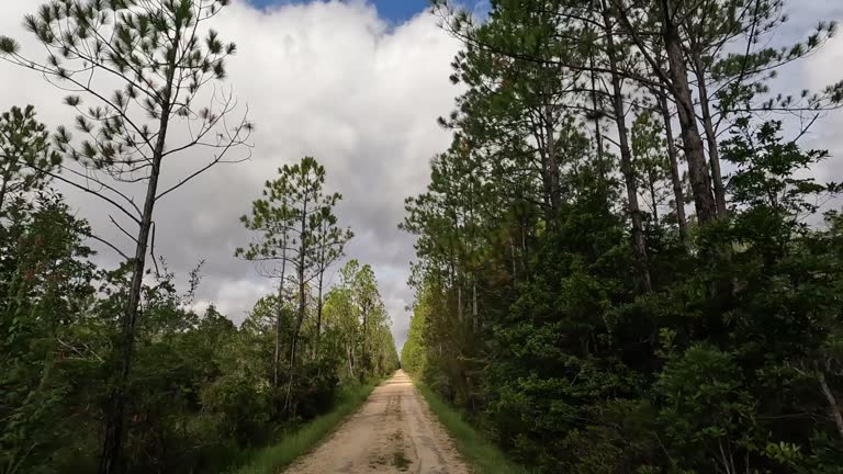 Forrest Front 29 Long Trail State Forest Stock Videos, Footage, & 4K Video Clips ...