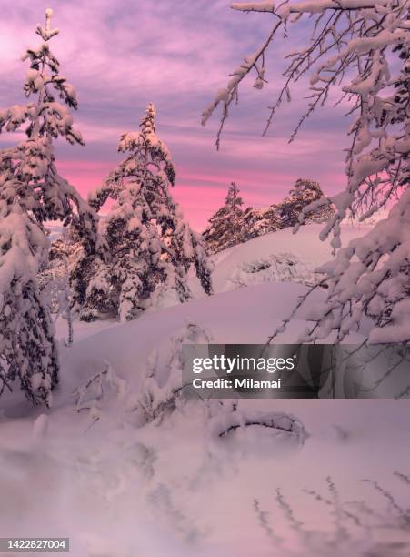 frozen trees covered with snow in the winter forest at sunrise. southwest finland. europe - turku - fotografias e filmes do acervo