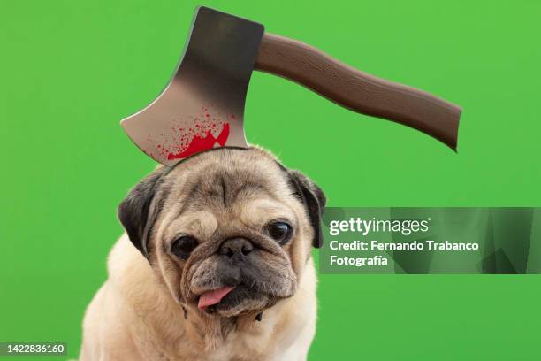 dog with costume in carnival - animal cruelty stock pictures, royalty-free photos & images