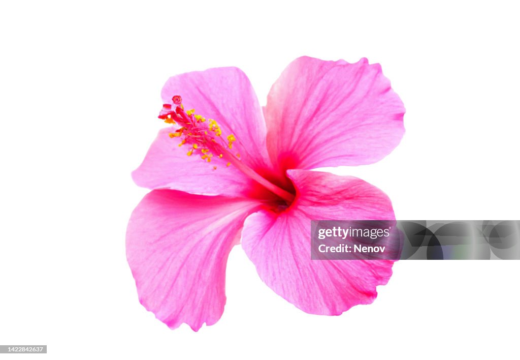 Pink hibiscus flower isolated on white background