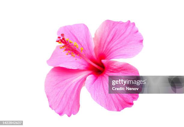 pink hibiscus flower isolated on white background - ハイビスカス ストックフォトと画像