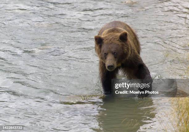 coastal grizzly sow walking in the river - river chilkat bildbanksfoton och bilder