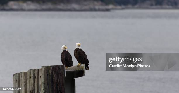 two eagles perched - river chilkat bildbanksfoton och bilder