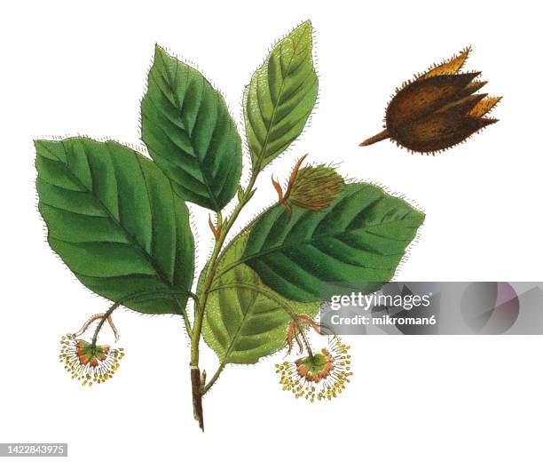 old chromolithograph illustration of botany, european beech (fagus sylvatica) - acorn stock pictures, royalty-free photos & images