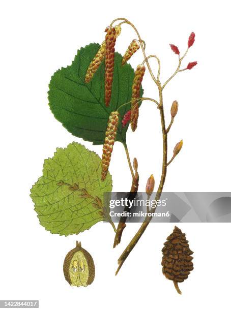 old chromolithograph illustration of botany, common alder, black alder, european alder, european black alder (alnus glutinosa) - winterberry holly stock pictures, royalty-free photos & images