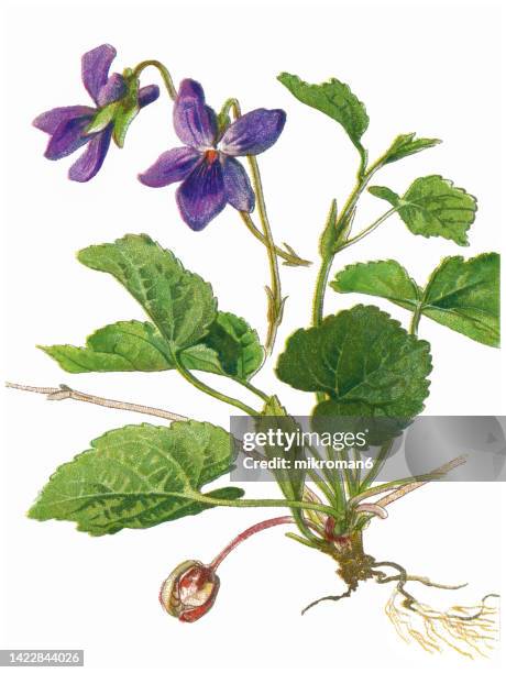 old chromolithograph illustration of botany, wood violet, sweet violet, english violet, common violet, florist's violet, or garden violet (viola odorata) - wildflower drawing stock pictures, royalty-free photos & images