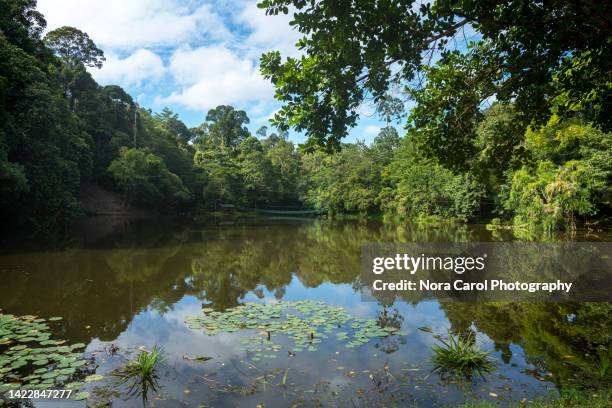 morning view at kabili rainforest discovery centre sepilok - pond 個照片及圖片檔