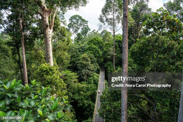 suspension bridge in kabili rainforest discovery centre sepilok - markise stock-fotos und bilder