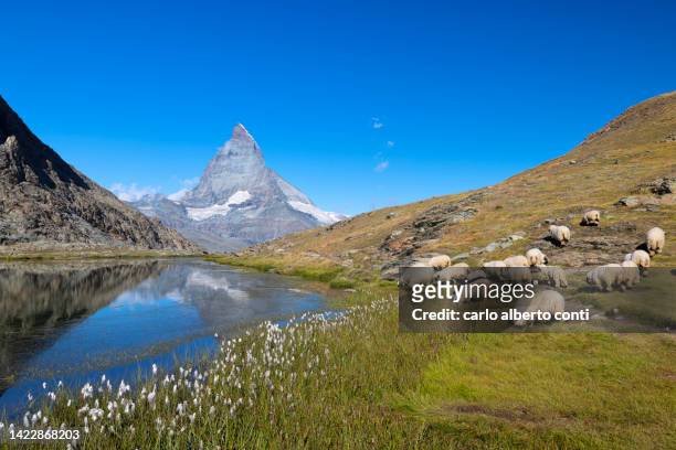 the riffelsee lake during a summer morning, with the iconic matterhorn in background, zermatt, canton of valais, switzerland, europe - valais canton photos et images de collection