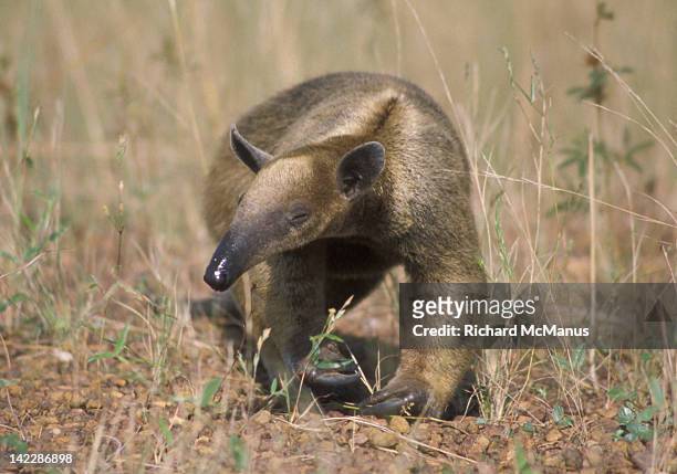 anteater walking - anteater stock pictures, royalty-free photos & images