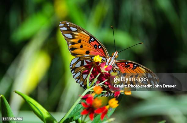 gulf fritillary butterfly head on - butterfly milkweed stock-fotos und bilder