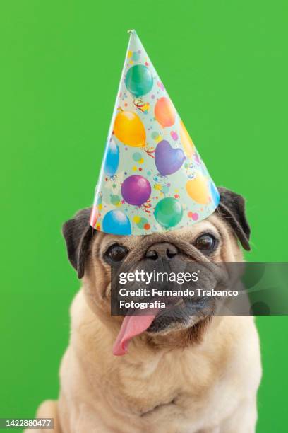 dog with party hat - gorro de fiesta fotografías e imágenes de stock