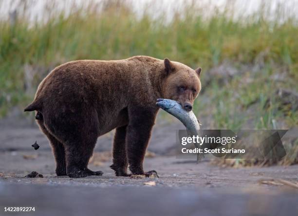 poop happens - brown bear stockfoto's en -beelden