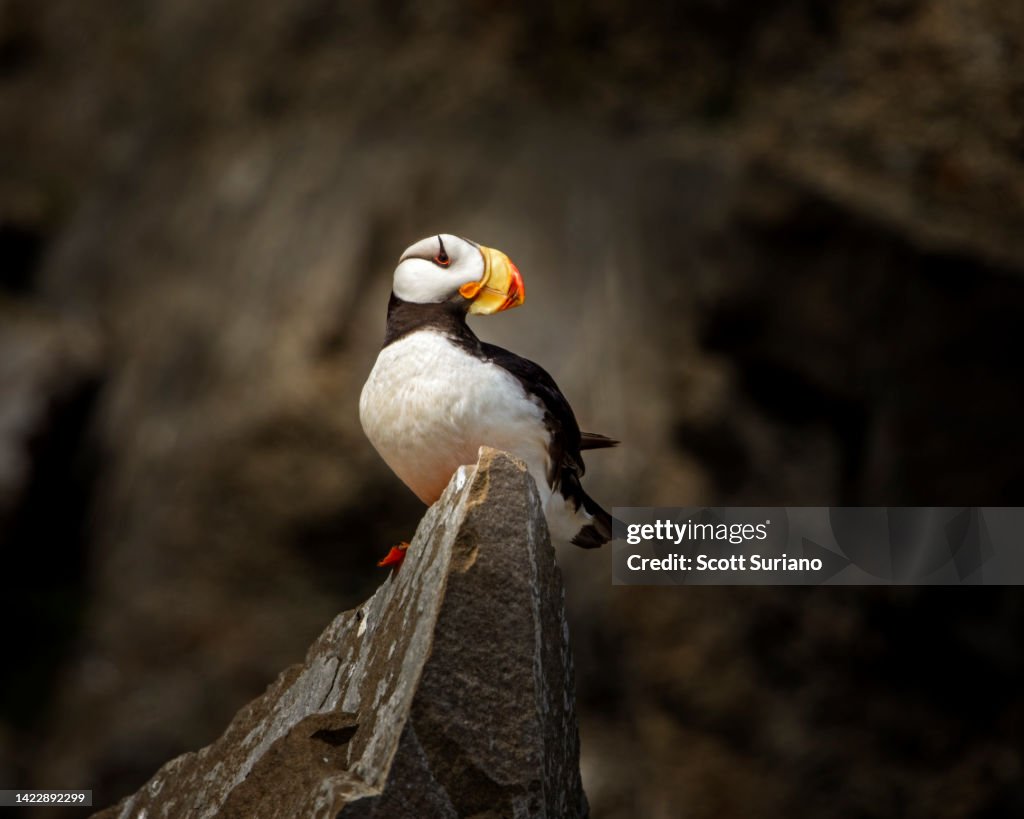 Puffin Portrait