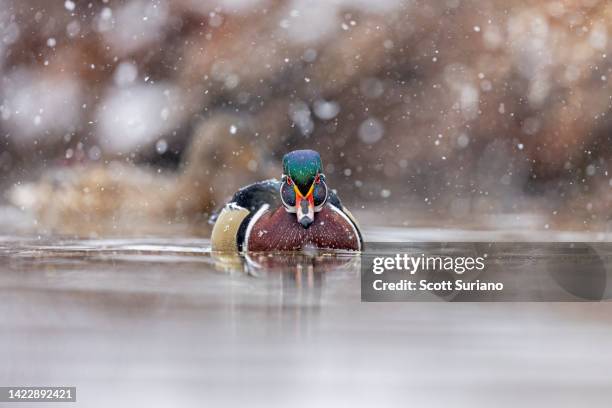 spring surprises - water bird bildbanksfoton och bilder