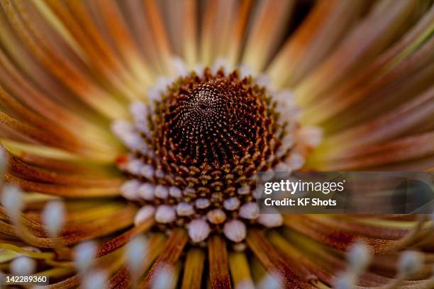 macro details of banksia - banksia stock pictures, royalty-free photos & images