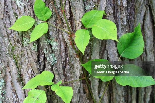 poison ivy plant (toxicodendron radicans) - toxicodendron diversilobum stock pictures, royalty-free photos & images