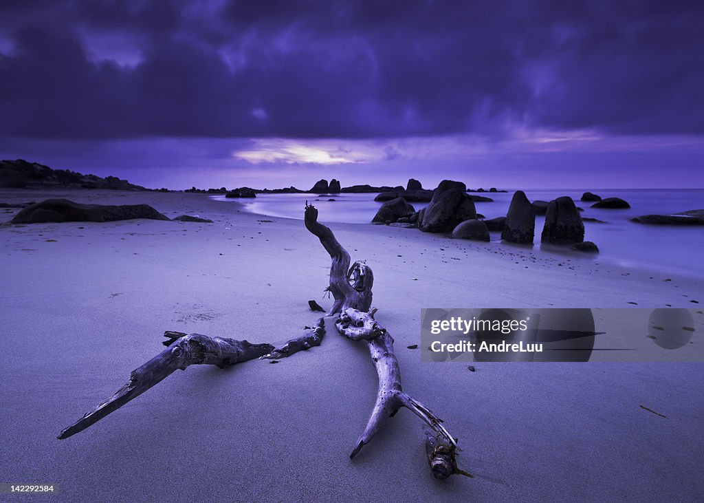 Driftwood log on beach
