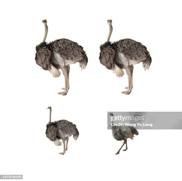 ostrich various angles, isolated etch out on white background - flightless bird stock-fotos und bilder