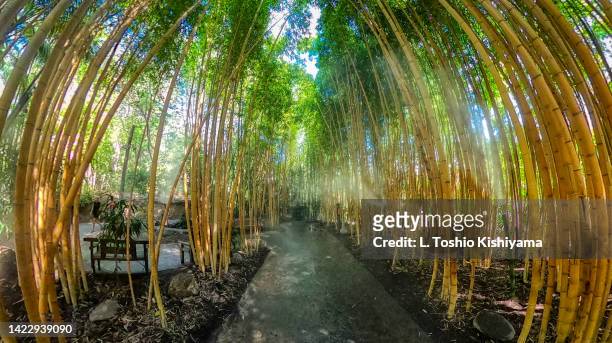 bamboo forest in california - san diego county stock pictures, royalty-free photos & images