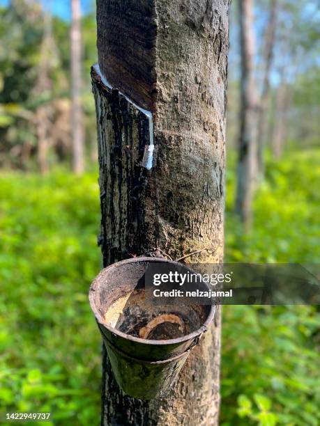 Riet binair trainer 49 Harvesting At A Malaysian Rubber Plantation Photos and Premium High Res Pictures - Getty Images Riet binair trainer 49 Harvesting At A Malaysian Rubber Plantation Photos and Premium High Res Pictures - Getty Images