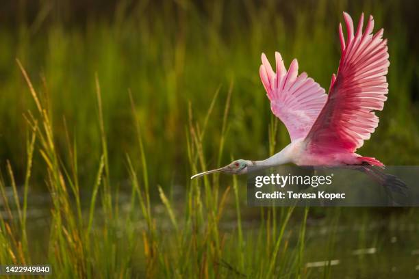 roseate spoonbill pink bird in flight series - oiseau tropical photos et images de collection