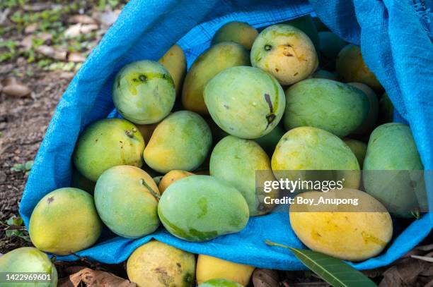 close up of fresh mangoes after picking from mango tree and keep in a blue sack - mangoes stock pictures, royalty-free photos & images