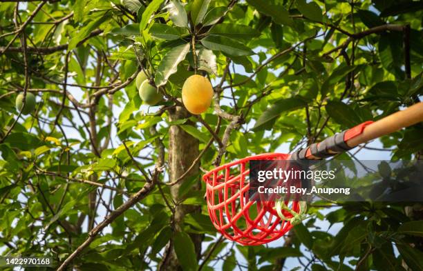 gardener using fruit picker to picking mango on a tree. - mango tree ストックフォトと画像