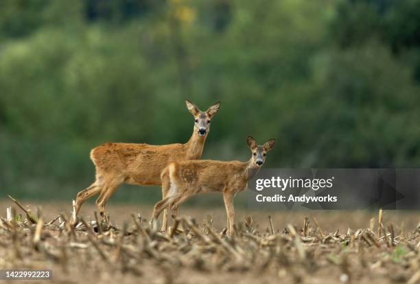 doe and fawn - a female deer stockfoto's en -beelden